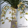 cymbidium sichuanicum